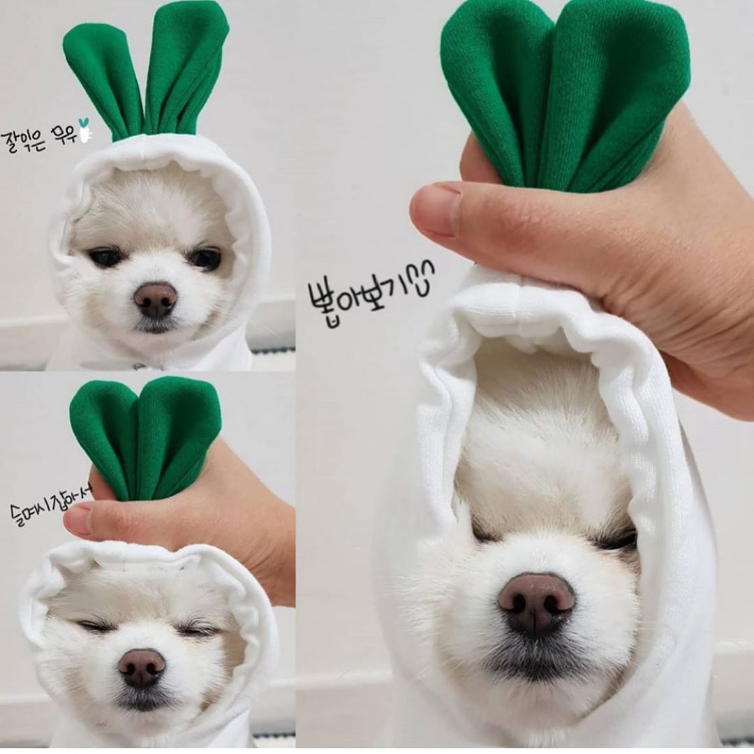 Pet Clothing Puppy Cat Costume