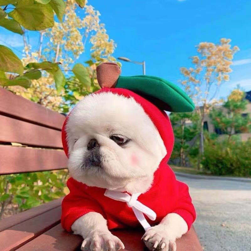 Pet Clothing Puppy Cat Costume