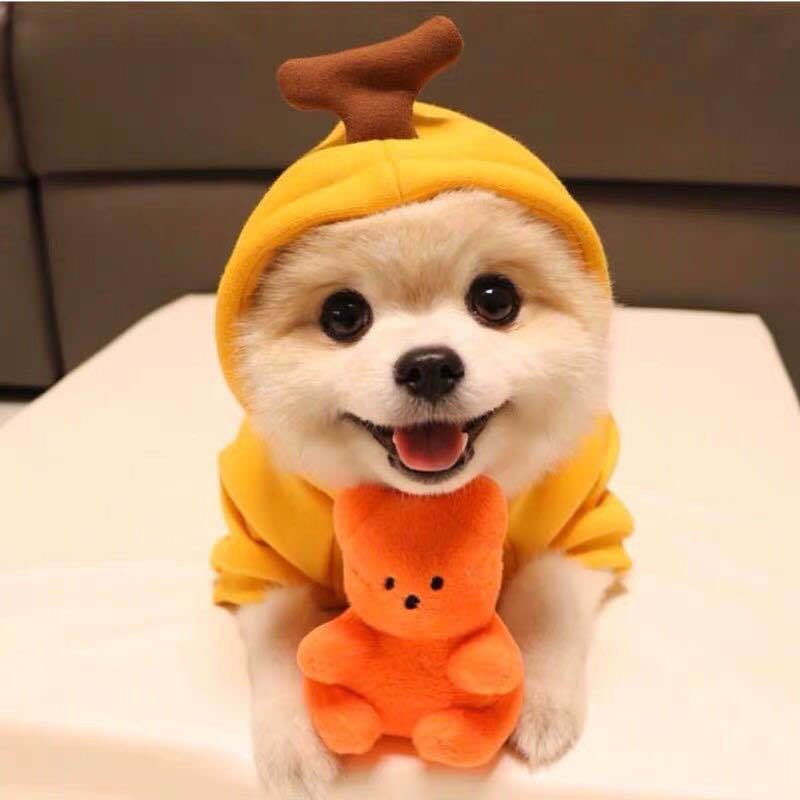 Pet Clothing Puppy Cat Costume