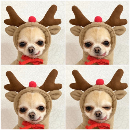 Pet Clothing Puppy Cat Costume